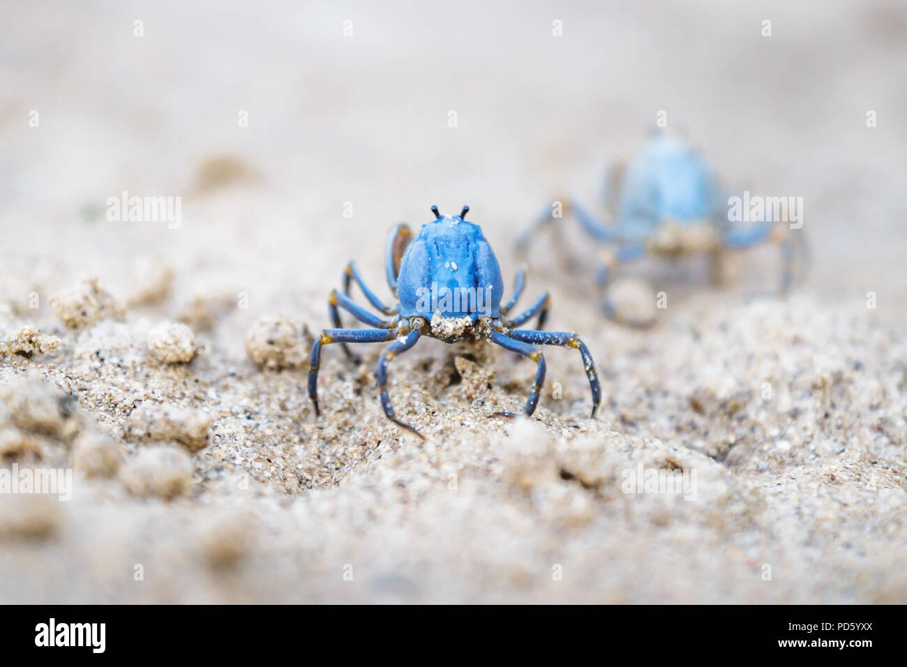 Two small Blue crabs walking on the white beach of Siquijor, Philippines, Asia Stock Photo