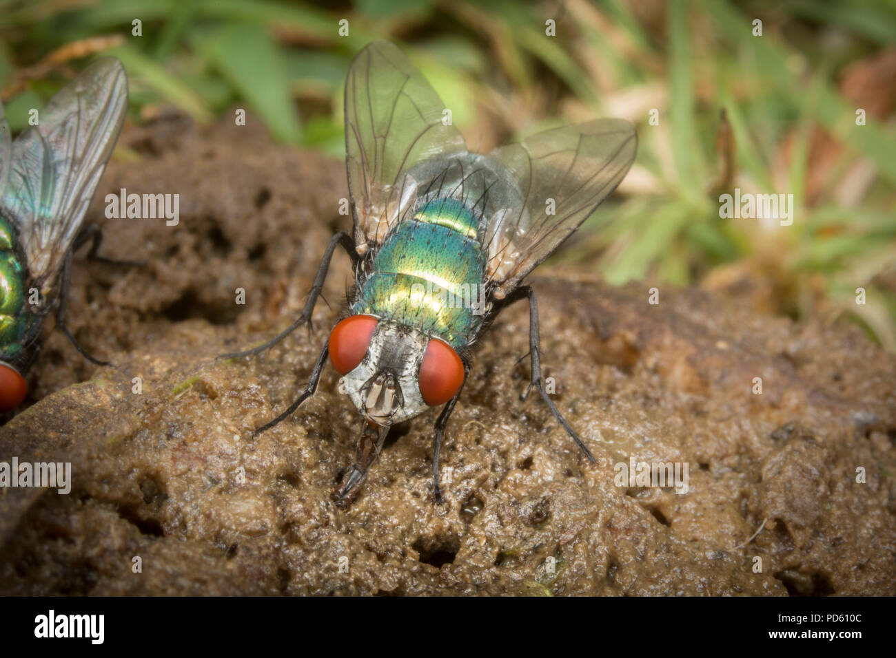Green bottle flies attracted to fox feaces. Stock Photo
