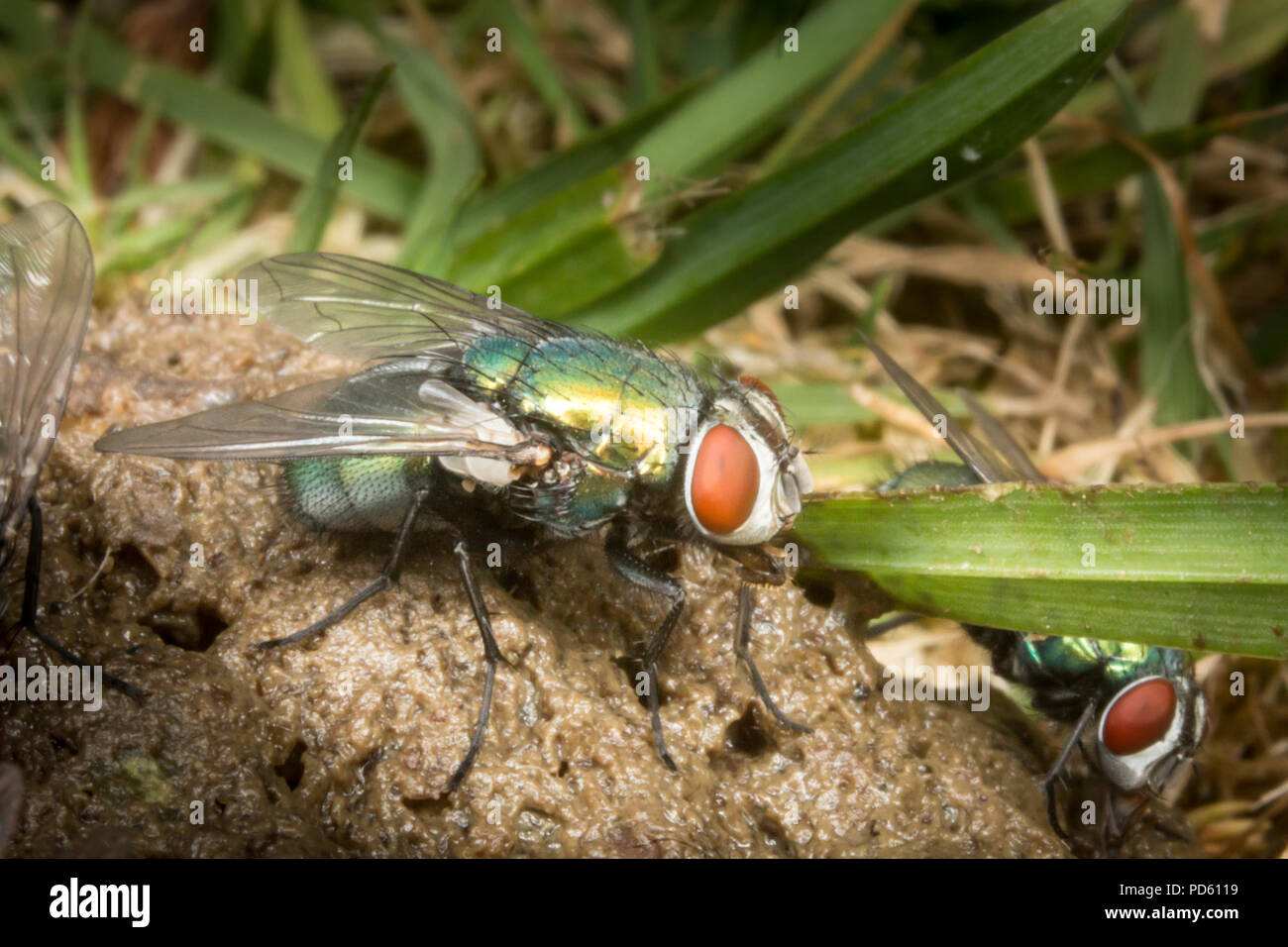 Green bottle flies attracted to fox feaces. Stock Photo