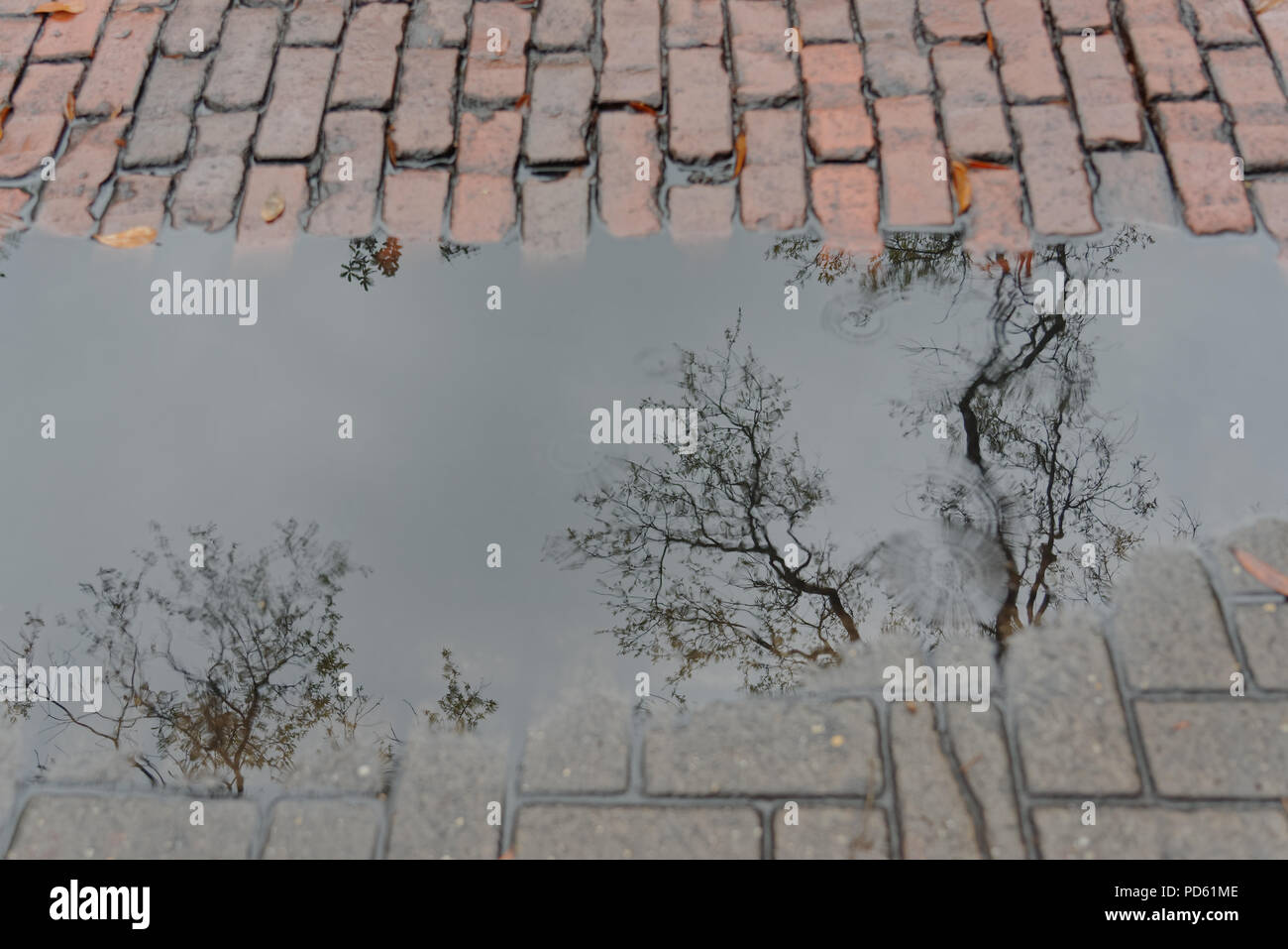 tree reflections in a rain puddle Stock Photo