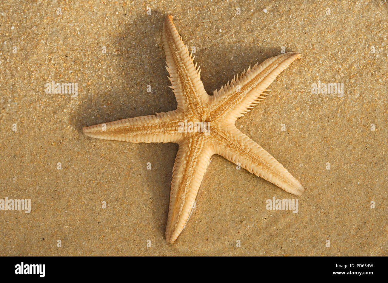 Comb Sand Starfish (Astropecten sp.) underside or oral surface over the sand. Lagoa de Albufeira beach, Setubal, Portugal. Stock Photo