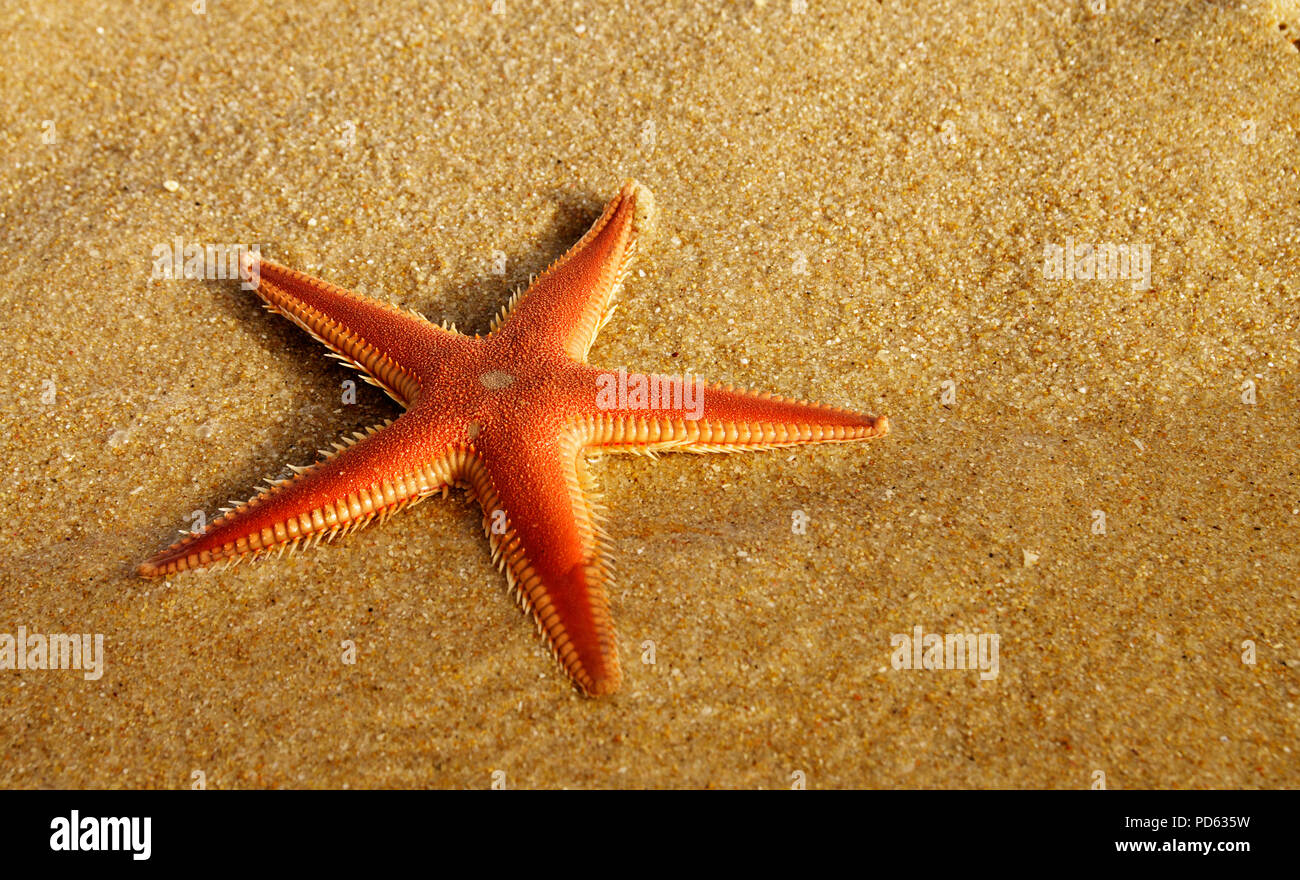 Perspective of a Sand Starfish aka Comb Starfish (Astropecten sp.) at the beach half in the clear water at sunset yellow light. Lagoa de Albufeira bea Stock Photo