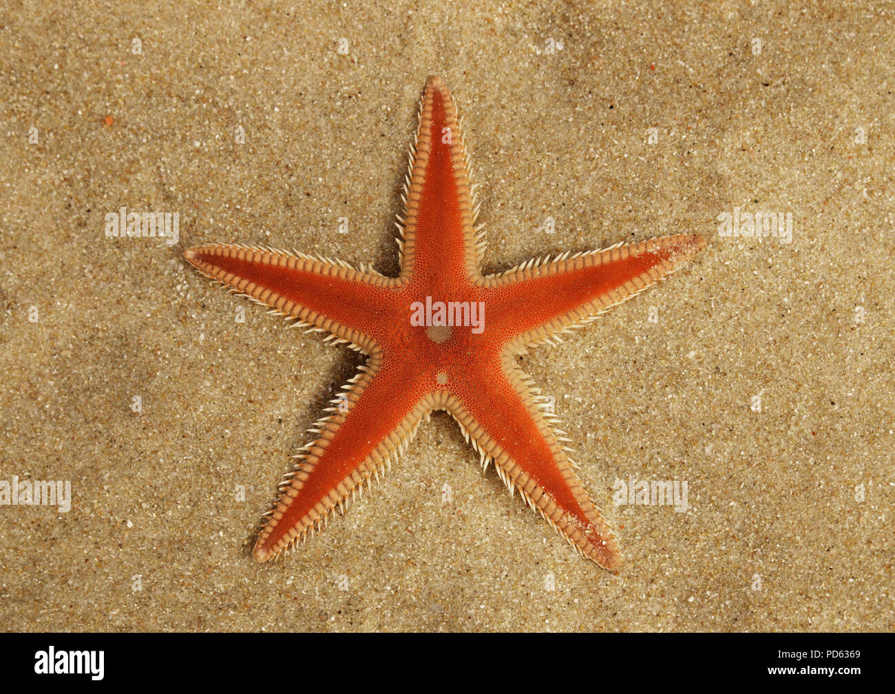 Orange Comb Starfish (Astropecten sp.) aboral surface overview on the sand and under a thin, transparent, layer of clear water. Lagoa de Albufeira bea Stock Photo