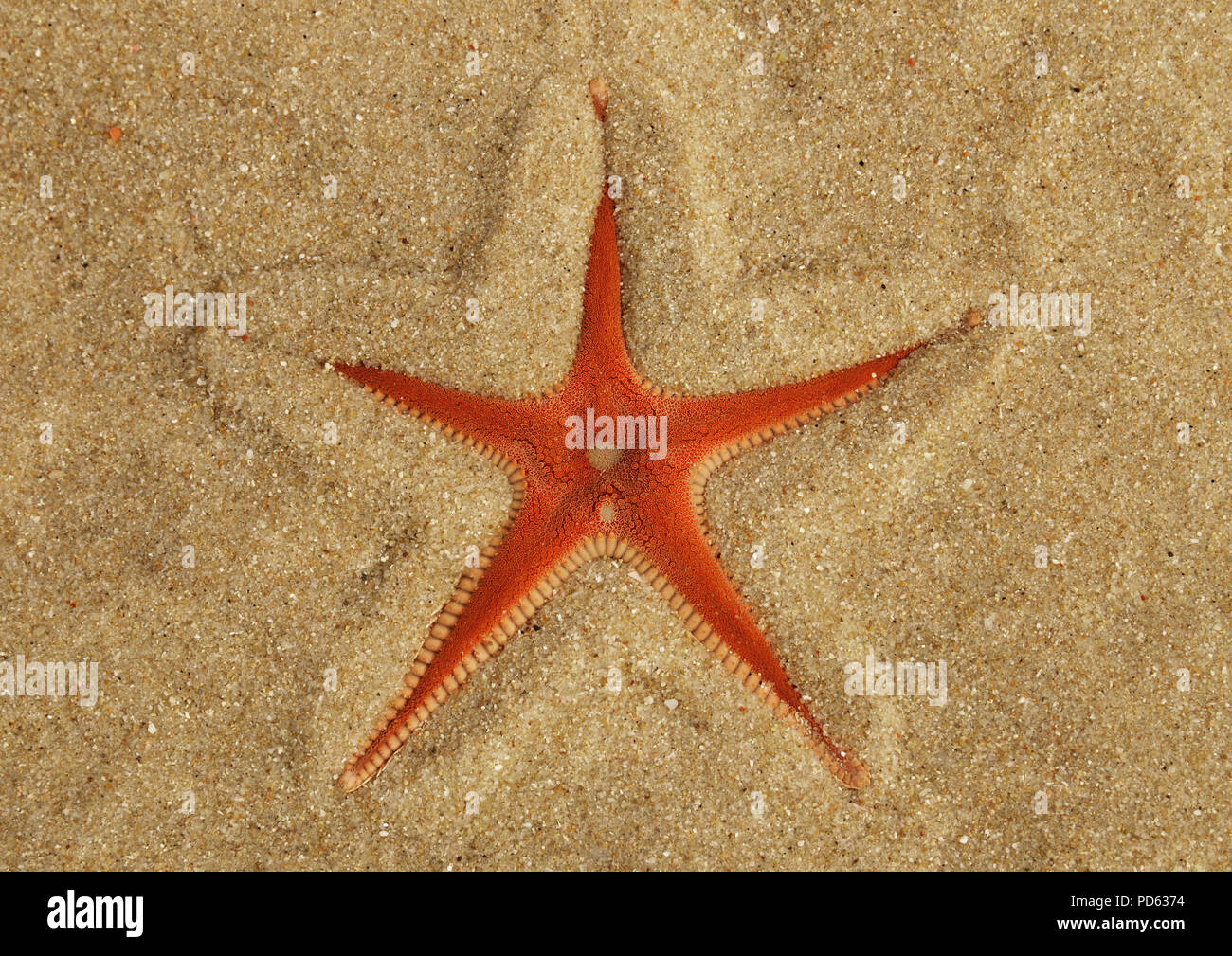 Orange Comb Starfish (Astropecten sp.) overview half buried in the sand and under a thin, transparent, layer of clear water. Lagoa de Albufeira beach, Stock Photo