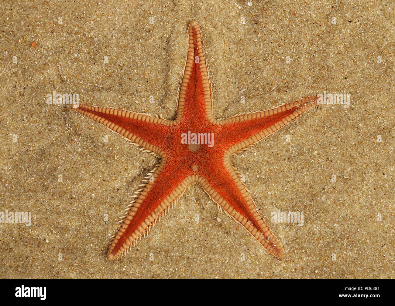 Orange Comb Starfish (Astropecten sp.) overview burying in the sand and under a thin layer of clear, transparent, water. Lagoa de Albufeira beach, Set Stock Photo