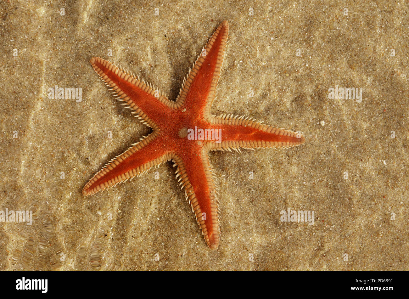 Orange Comb Starfish (Astropecten sp.) overview over the sand and under a layer of clear water. Water distortion. Lagoa de Albufeira beach, Setubal, P Stock Photo