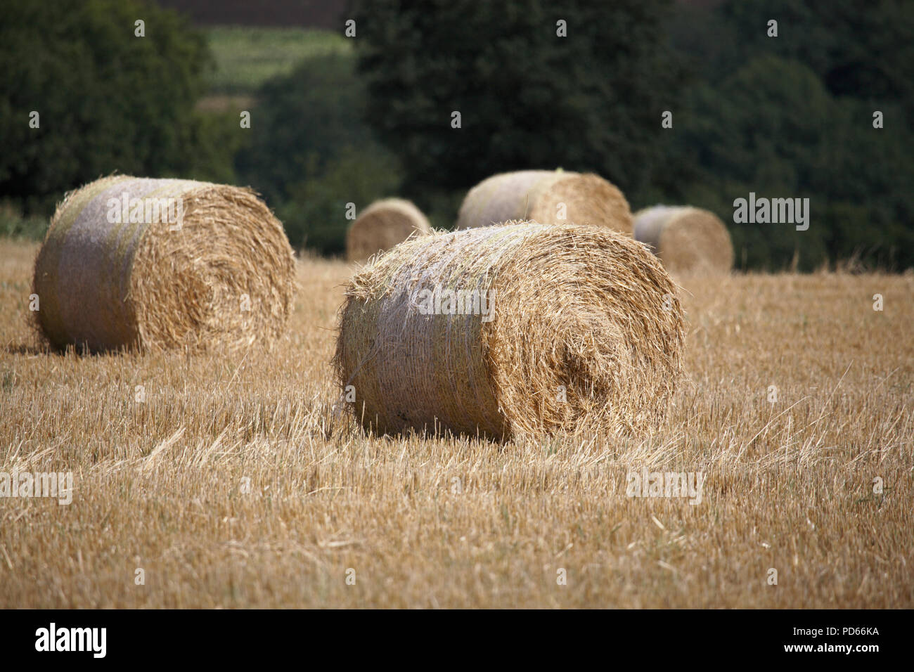 Wheat straw bales summer Stock Photo Alamy