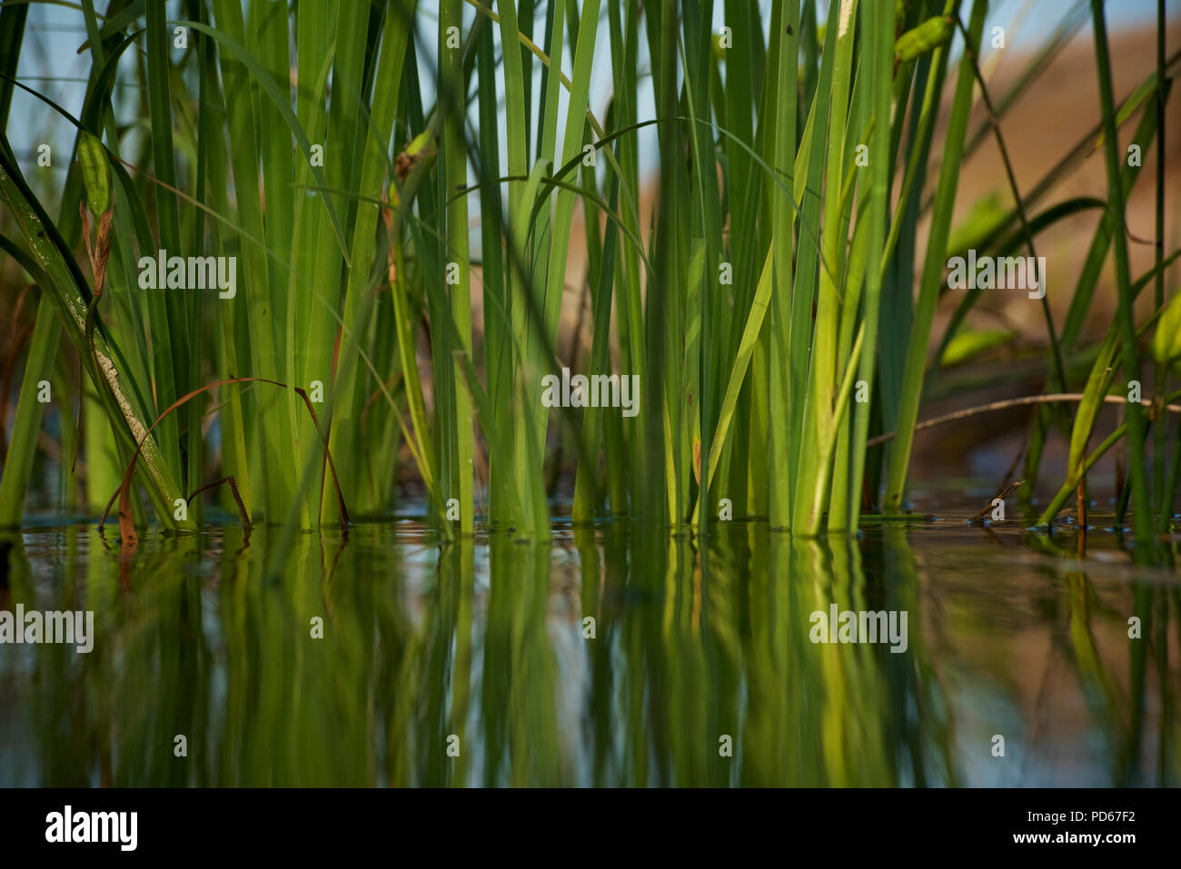 Reeds thrust up out of an small inlet on Georgian Bay (Lake Huron