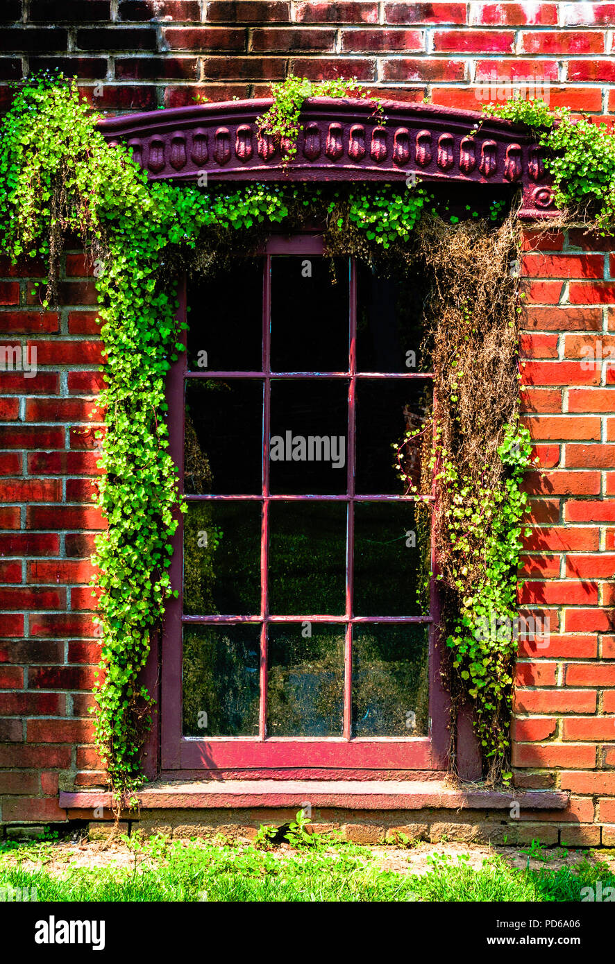 Old pained window surrounded by green vines and red brick at the Smith ...