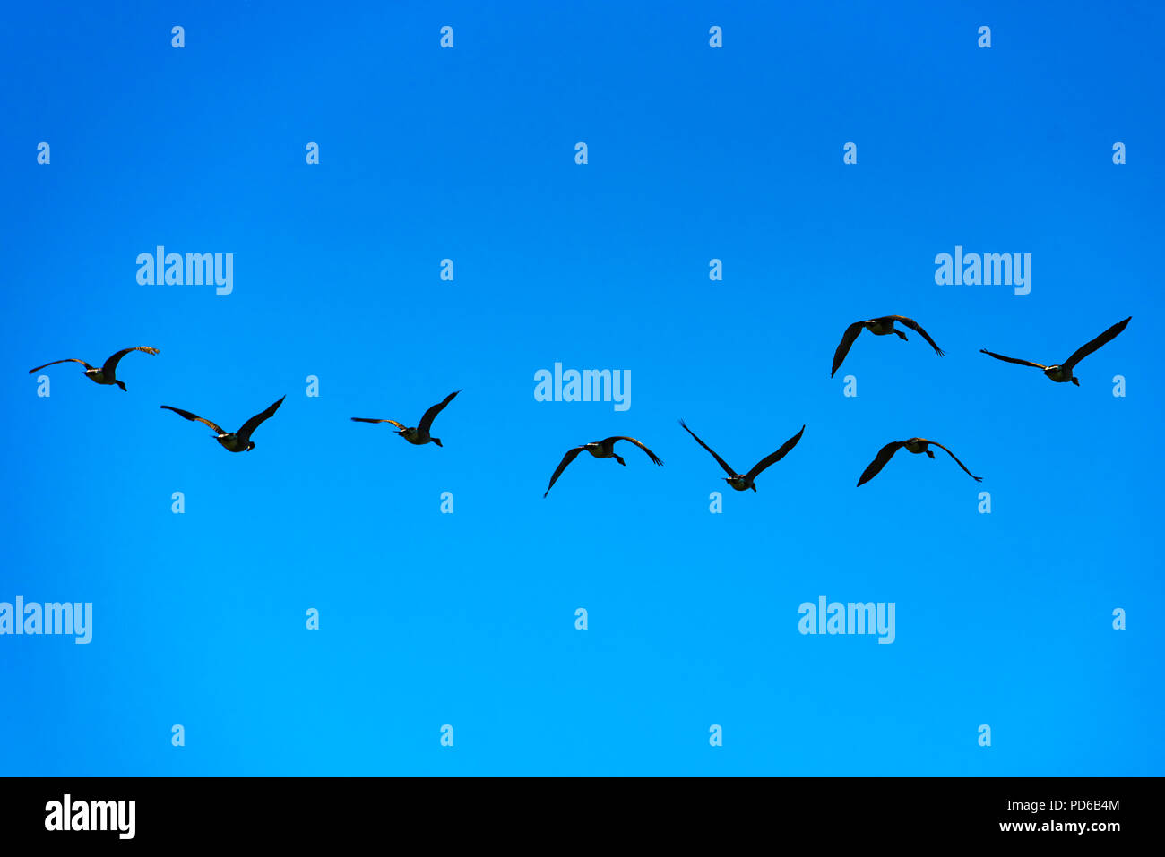 A flock of birds flying in a clear blue sky Stock Photo - Alamy