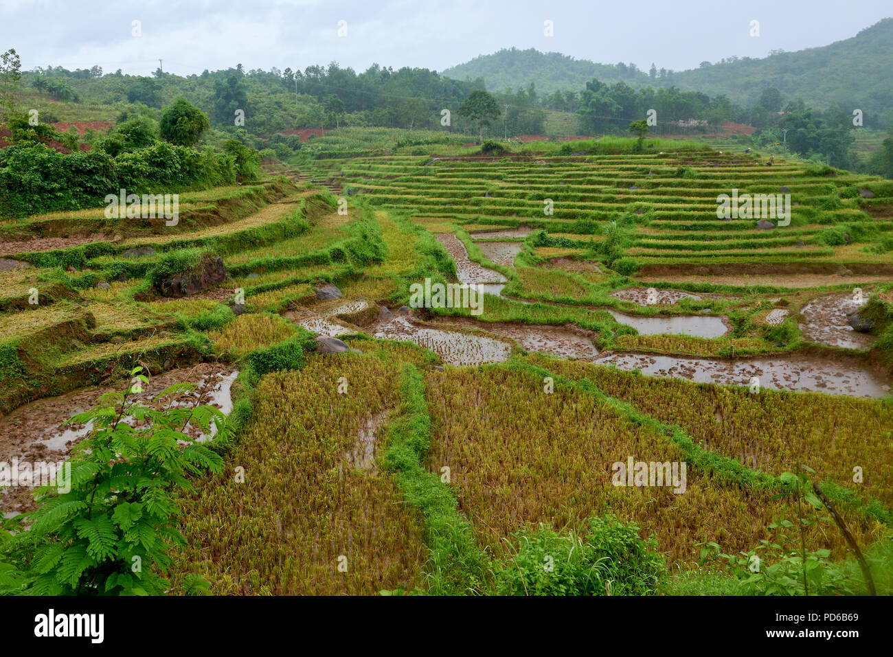 Tightly cropped shot of levelled rice paddies on hillside in Hoa Binh region of North Vietnam. Stock Photo