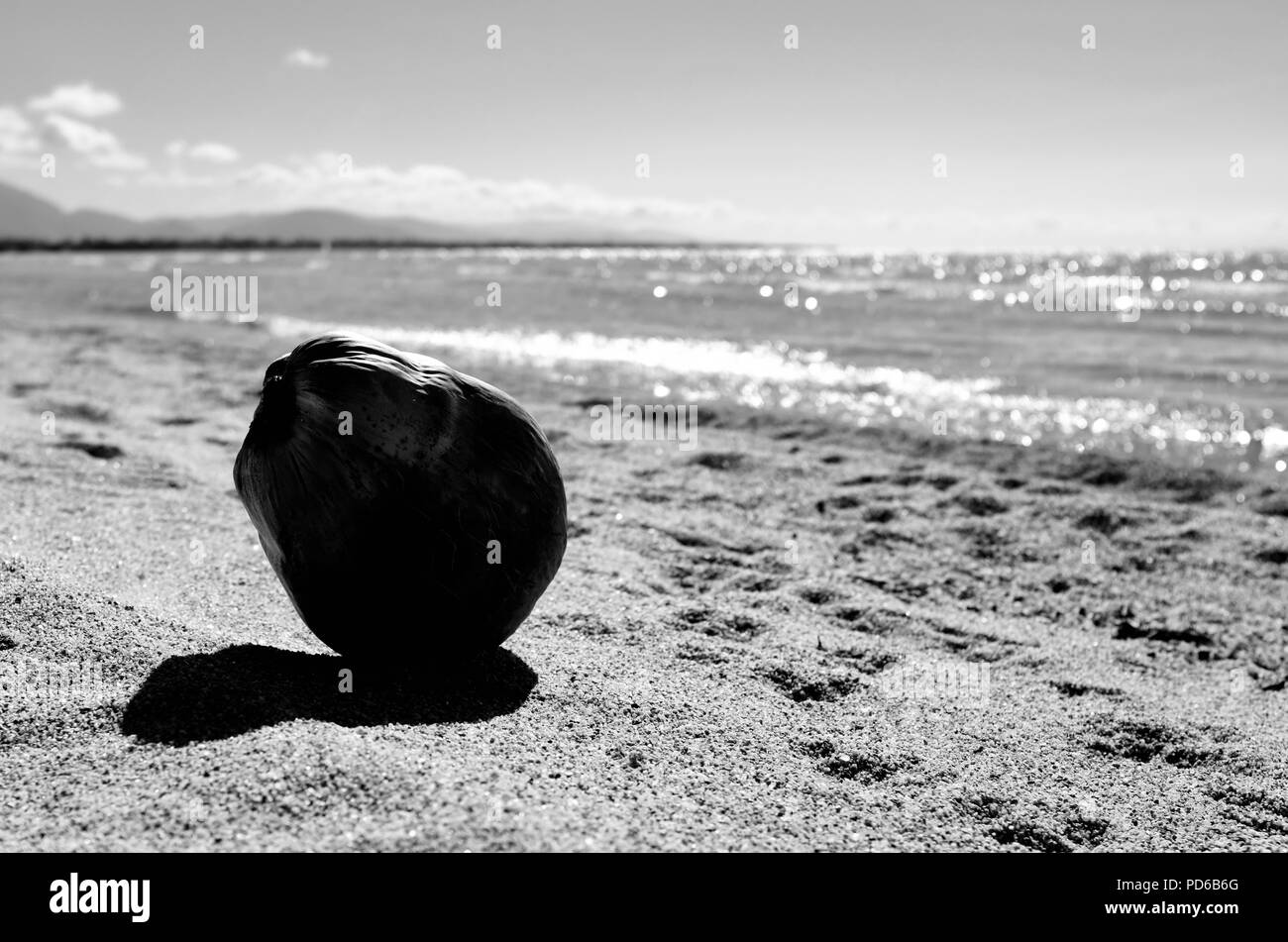 A coconut sitting on a beach with the ocean in the background, Toolakea QLD, Australia Stock Photo