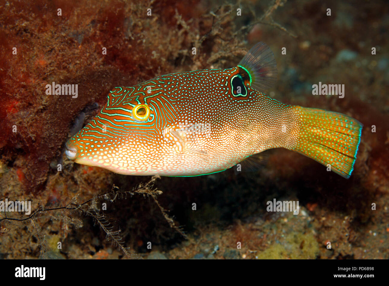 Fingerprint Toby, also known as Compressed Toby, Fingerprint Sharpnose Puffer, Fine-spotted Pufferfish, Canthigaster compressa, adult. Tulamben, Bali Stock Photo