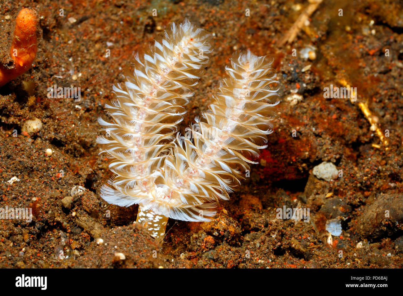 California Horseshoe Worm, Phoronopsis californica. Tulamben, Bali, Indonesia. Bali Sea, Indian Ocean Stock Photo