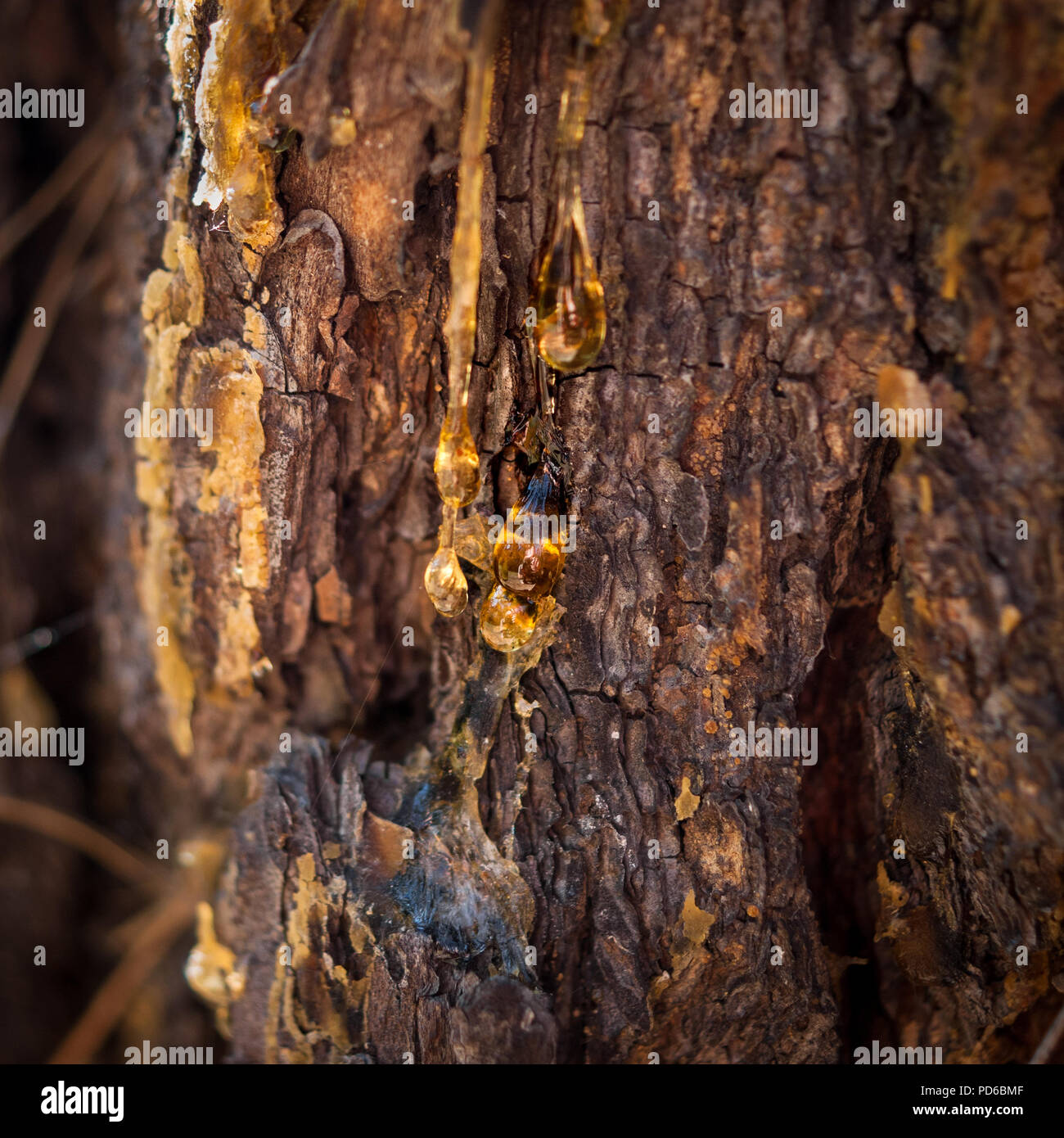 Organic life concept: leaking bright yellow drops of pine tar, resin, with a spider web on a dark tree bark background, sunny summer day Stock Photo