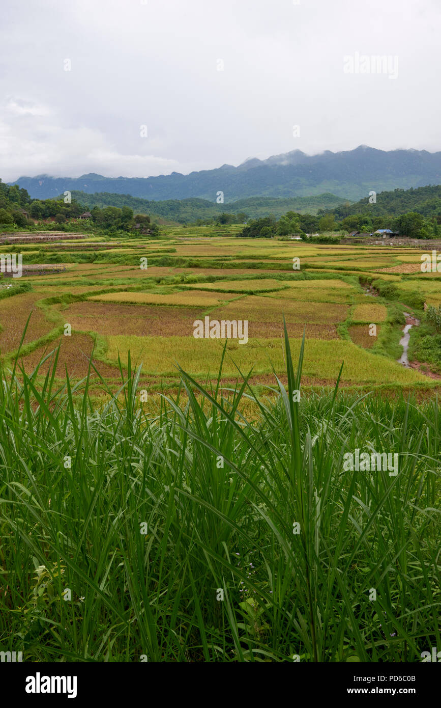 Tightly cropped shot of levelled rice paddies on hillside in Hoa Binh region of North Vietnam. Stock Photo
