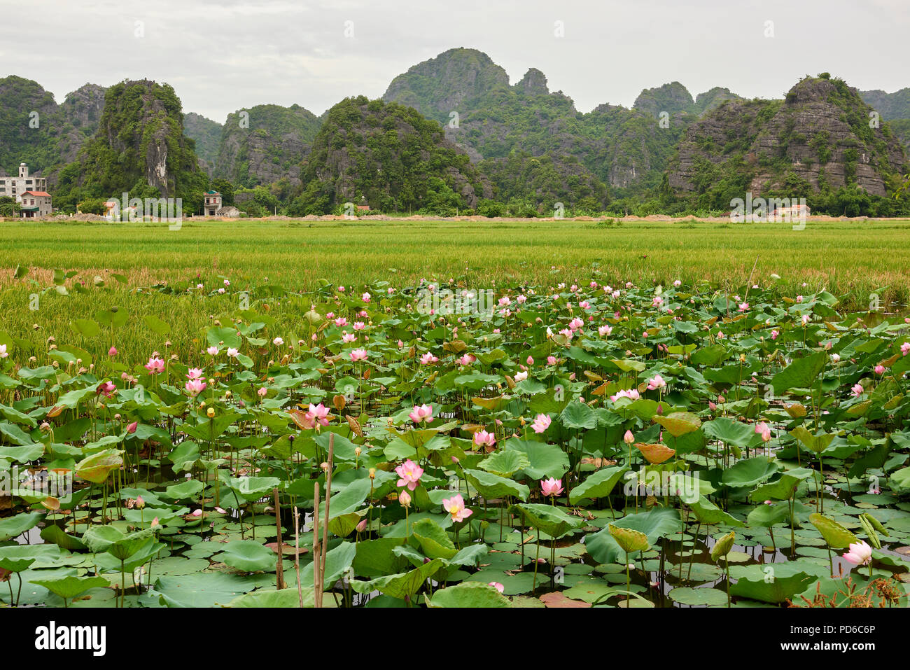 Image of a plain field on a cloudy day with water lotus, also called sacred lotus, in the foreground and mountains in the background. Stock Photo
