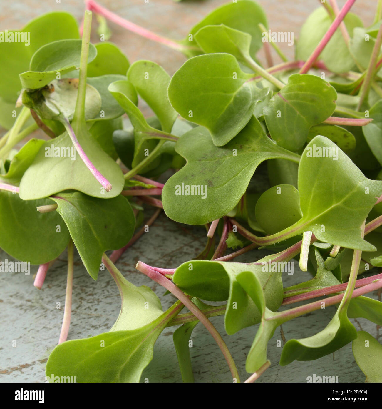 fresh micro herbs Stock Photo Alamy