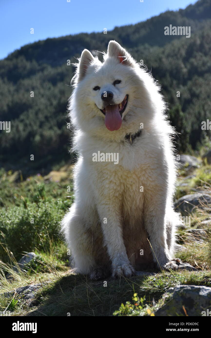 A furry white samoed dog sitting contre-jour in the mountains Stock Photo