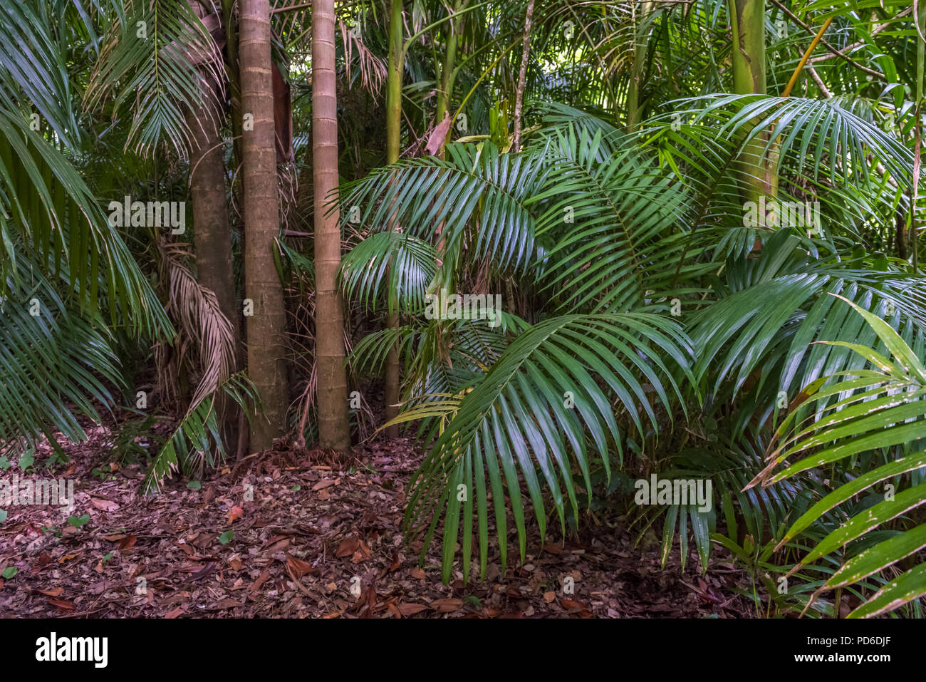 Tropical palm leaves, green rainforest background Stock Photo