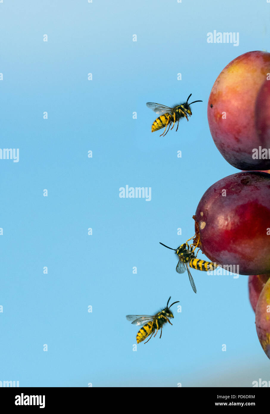 Common Wasp Vespula vulgaris feeding on ripe plums Stock Photo