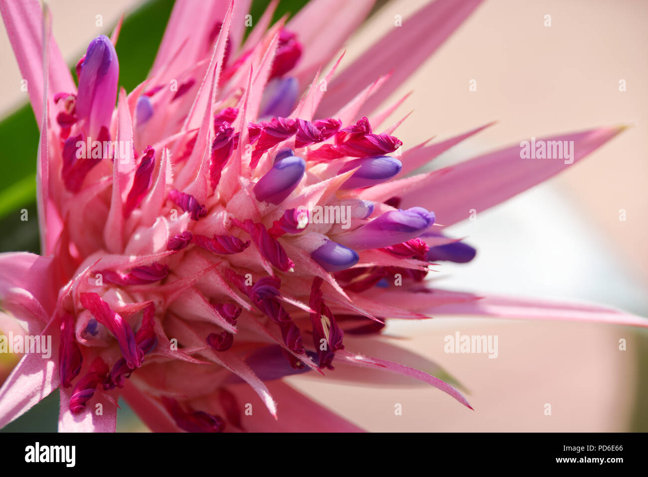 Close up of bromeliad blossom, tropical colorful flower Stock Photo