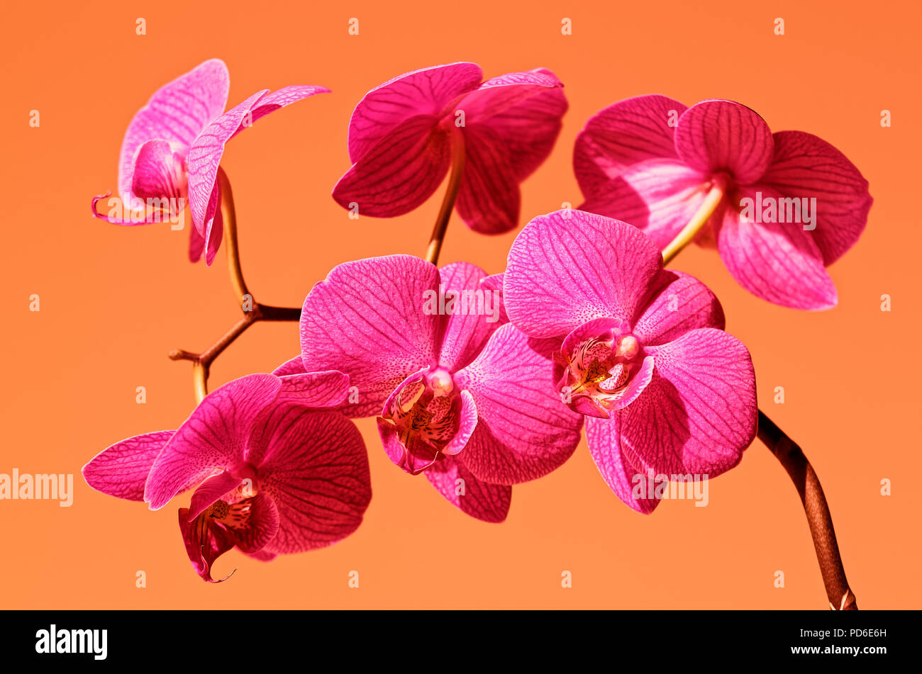 Phalaenopsis orchid in bloom. Close up photo with orange background Stock Photo