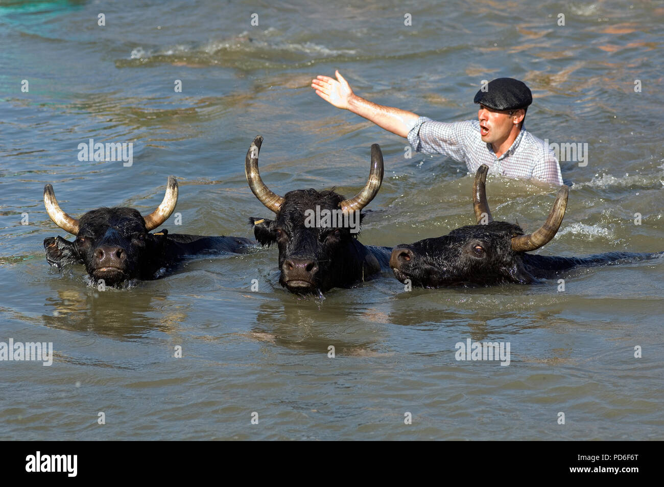 Gardian - 'gazes' = traversée de taureaux - Camargue - Bulls crossing a river - Southern France Stock Photo