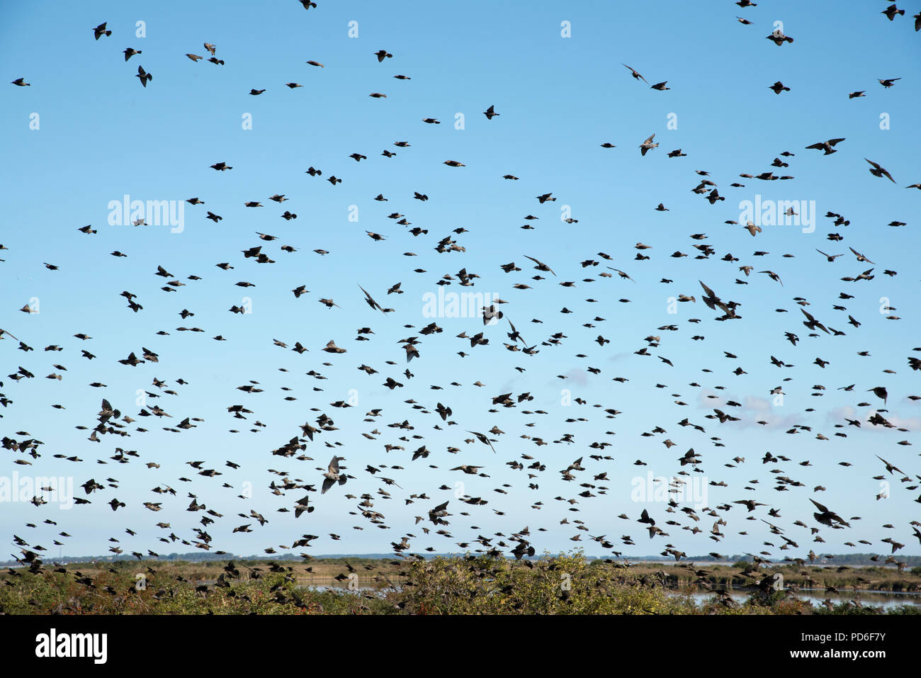 Thousamds of common starlings flocking and feeding at the fruits of common sea buckthorn at the tip of Alter Bessin on Germany's Hiddensee island. Stock Photo