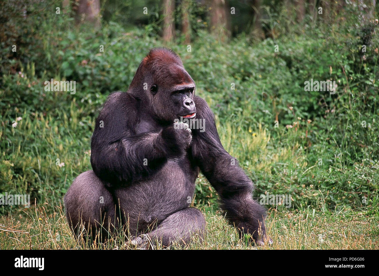 Gorilla Silverback Gorille Dos argenté Gorilla gorilla Stock Photo Alamy