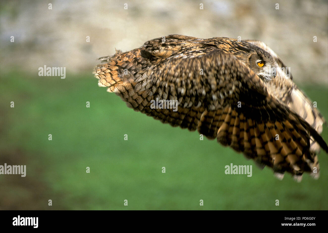Eagle Owl Flying Hibou Grand Duc Vol Bubo Bubo Stock Photo Alamy