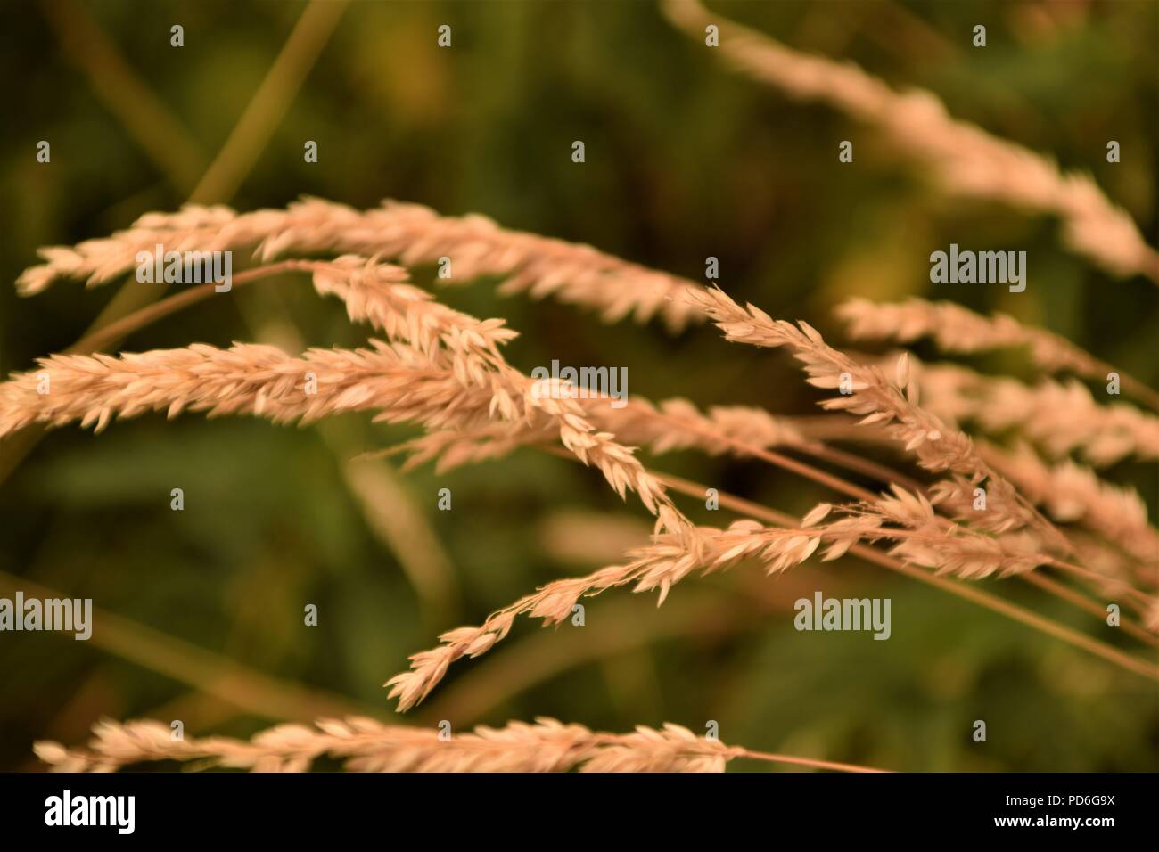 Tall grass and silhouette hi-res stock photography and images - Alamy