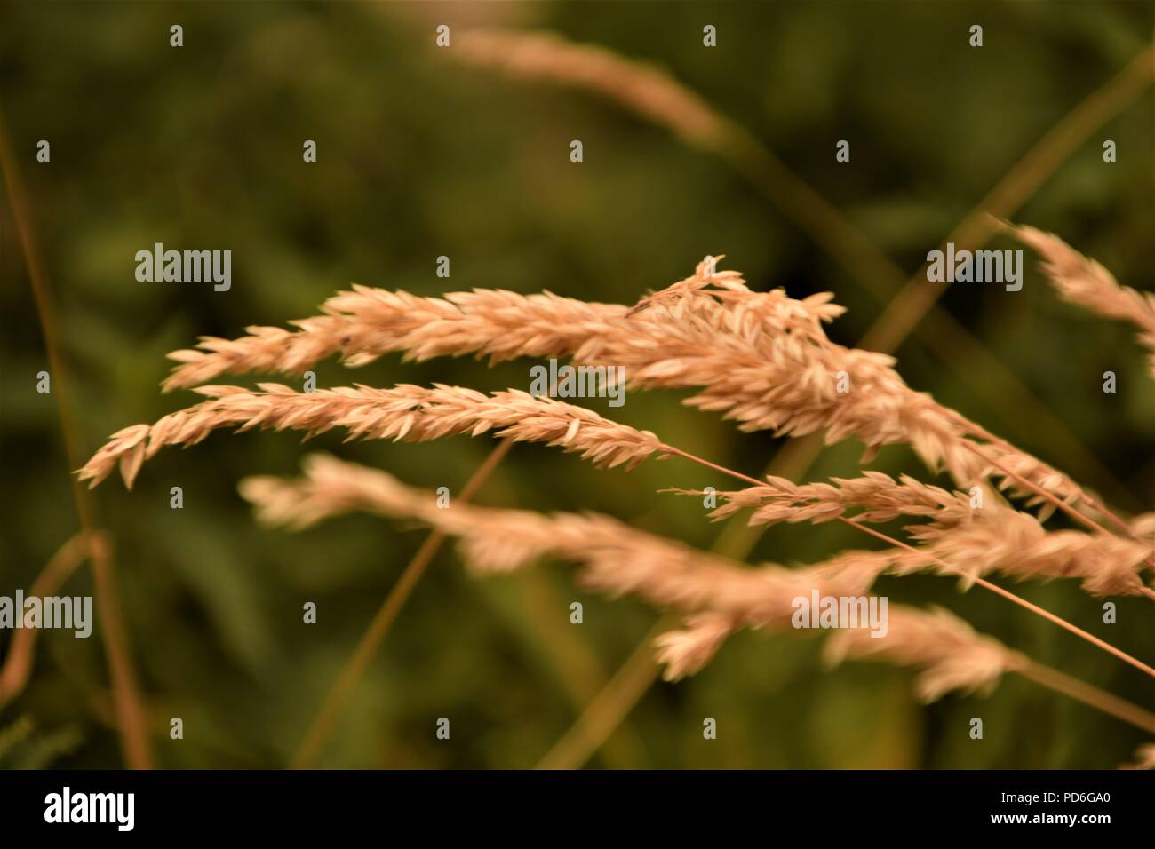Top seeded tall dry grass against the blurred natural background Stock