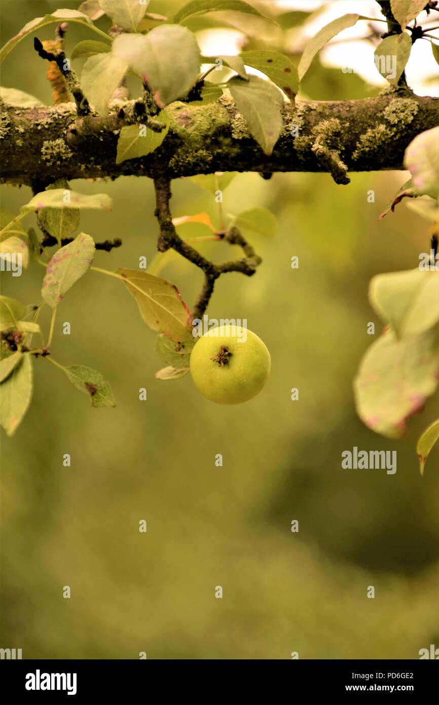 Apple fruits on the branch, selective focus Stock Photo