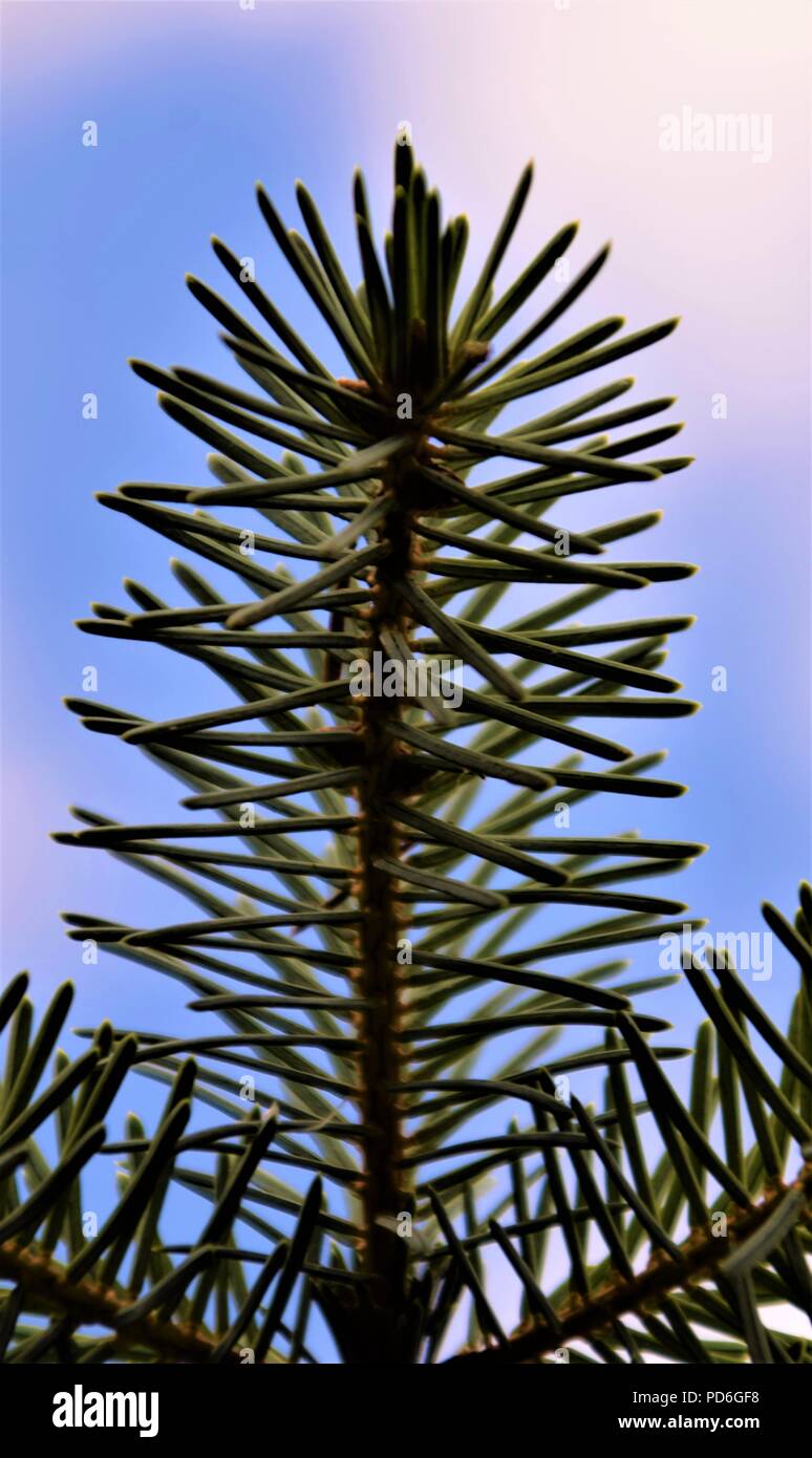 Pine cone close up hi-res stock photography and images - Alamy