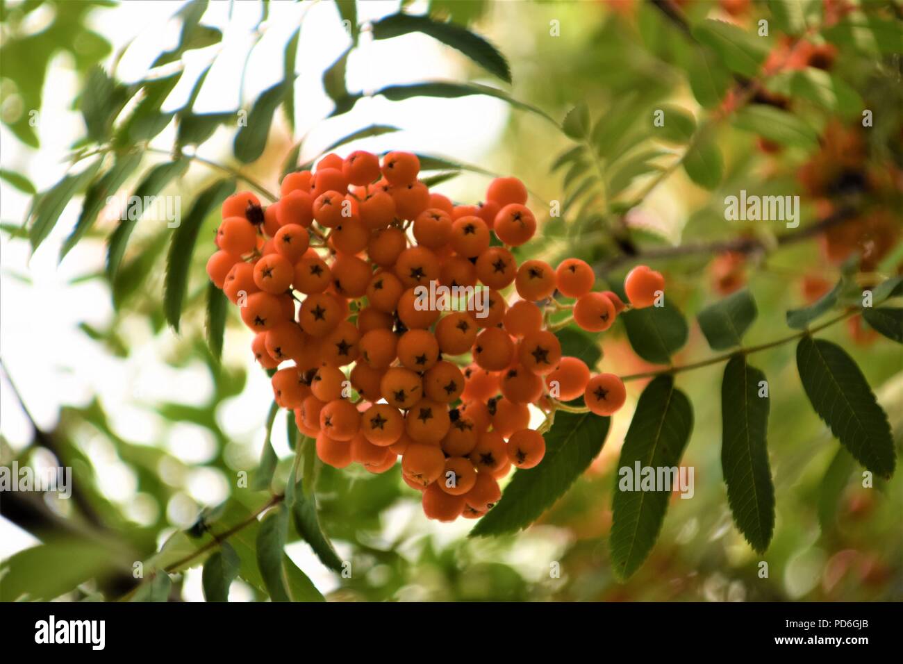 Beautiful fruits wallpaper hi-res stock photography and images - Alamy Beautiful fruits wallpaper hi-res stock photography and images - Alamy