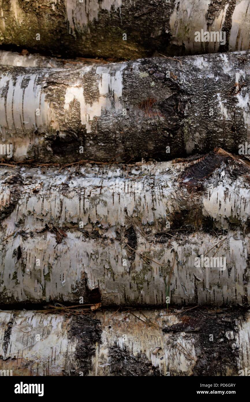 Tree bark texture Stock Photo