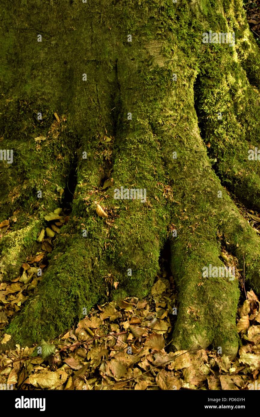 Tree bark texture macro photography in the nature with green moss over the deep marks on the trees Stock Photo