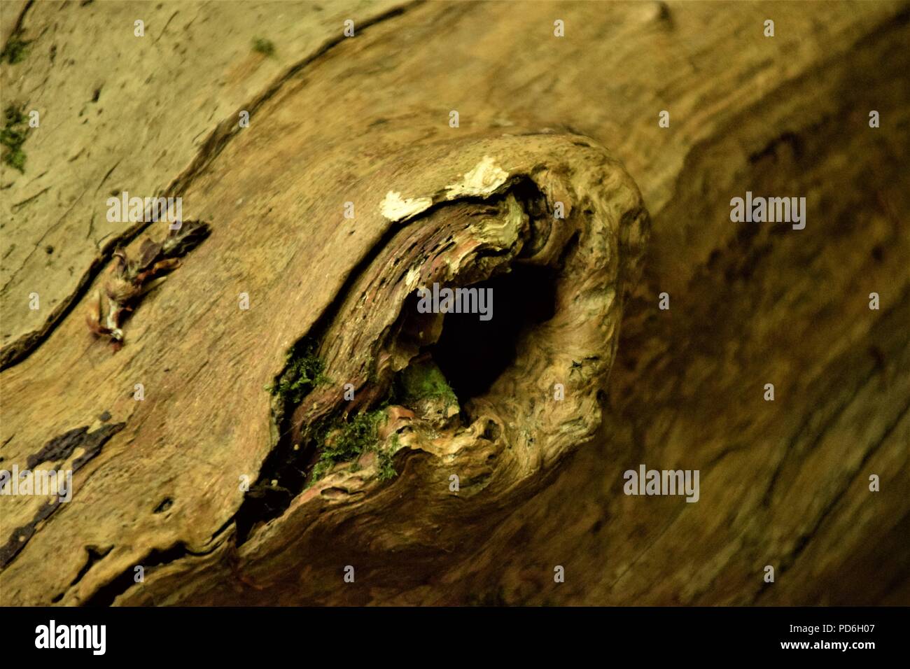 Tree bark texture macro photography in the nature with green moss over the deep marks on the trees Stock Photo