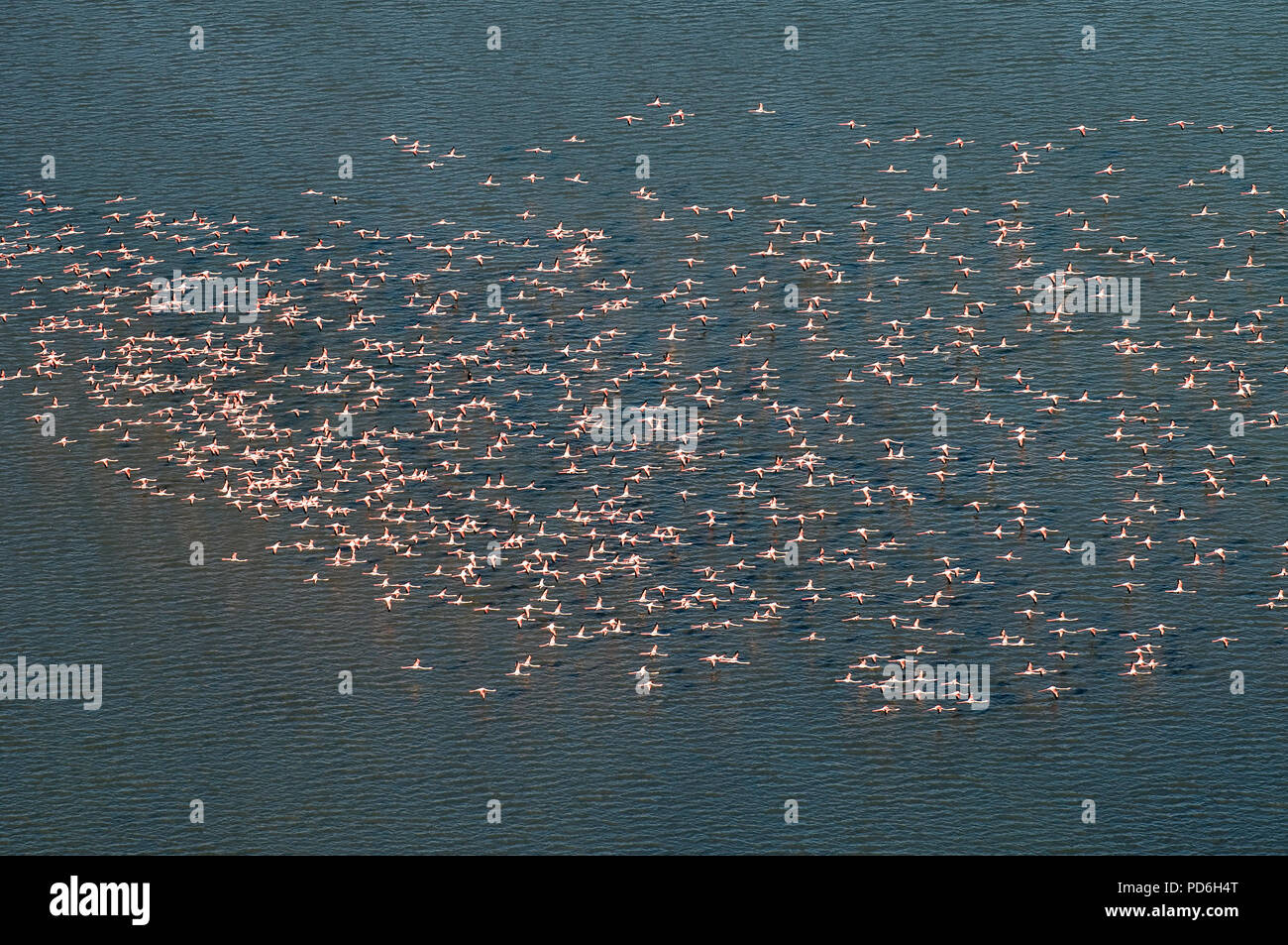 Great flamingo - Aerial view - Camargue - Southern France Flamant rose -Vue aérienne - Phoenicopterus roseus Stock Photo