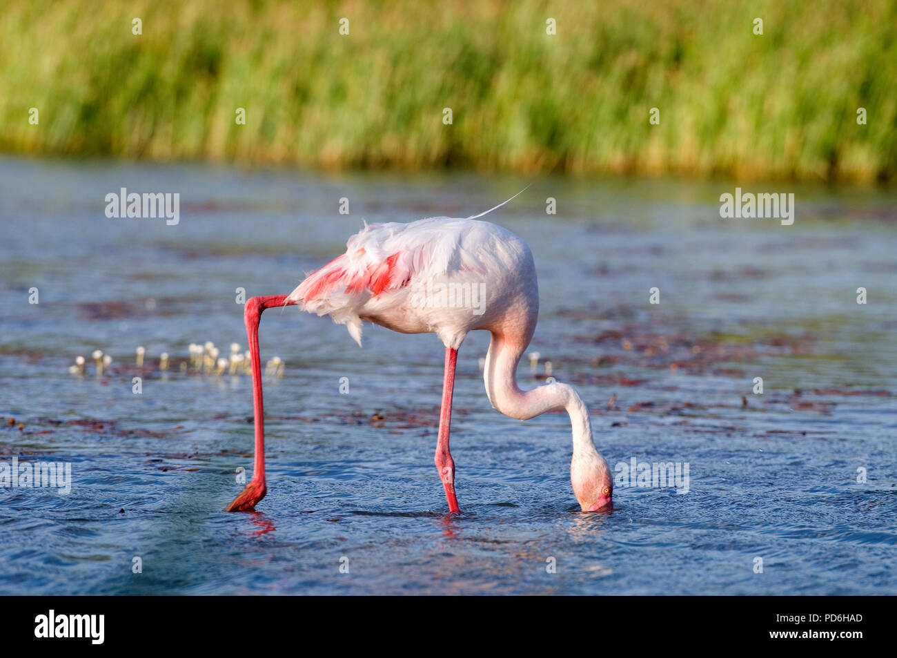 Flamant rose - Great Flamingo - Phoenicopterus ruber Stock Photo - Alamy