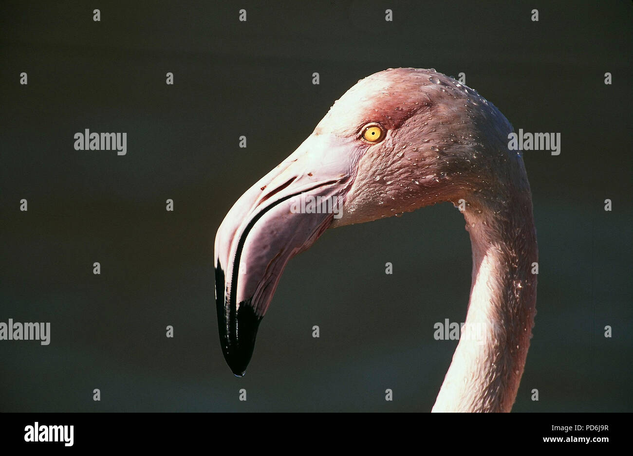 Great flamingo - Portrait - Phoenicopterus roseus Flamant rose Stock Photo