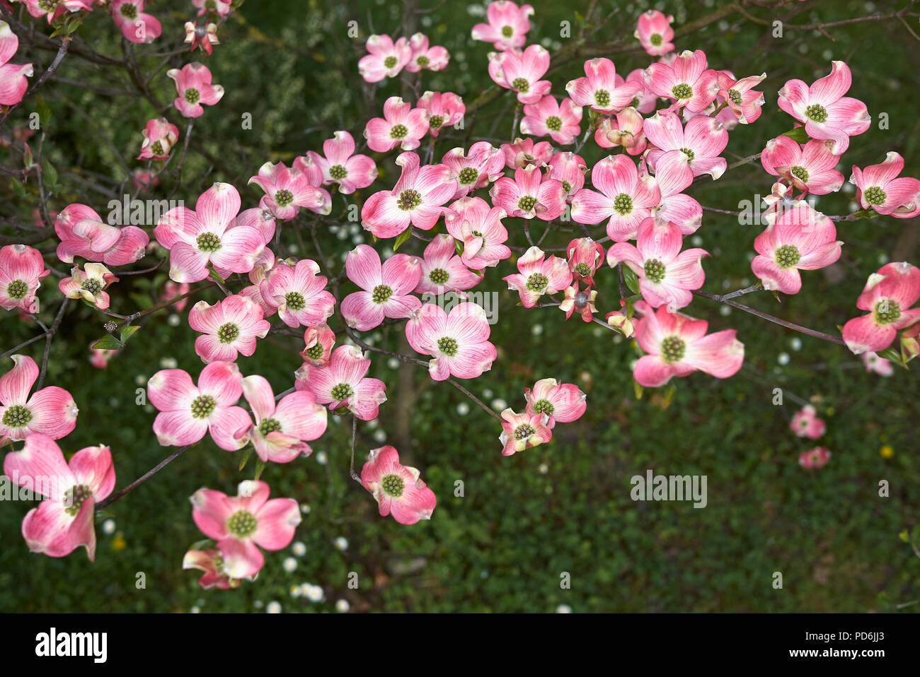 Cornus florida rubra Stock Photo