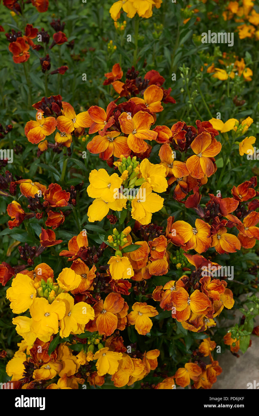 Erysimum cheiri plant Stock Photo