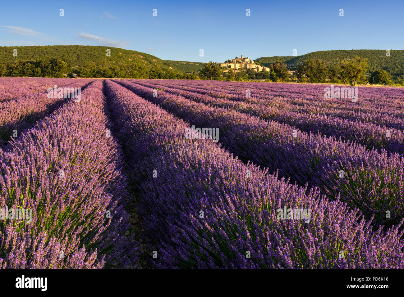 Lavender fields at sunrise with the village of Banon in summer. Alpes-de-Hautes-Provence, Alps, France Stock Photo