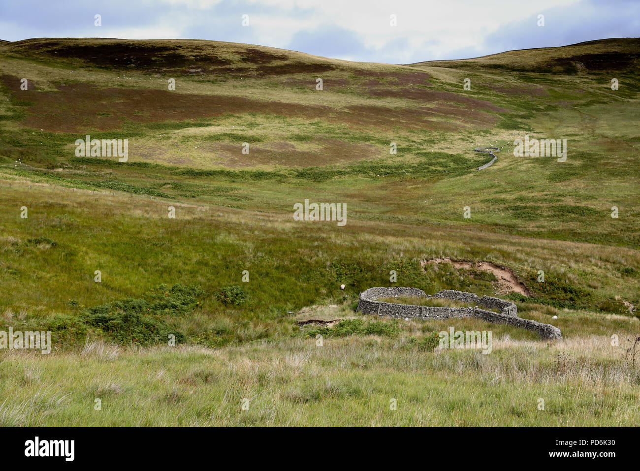 Sheep stells which provide shelter for sheep in bad weather, near Ettrickbridge Stock Photo