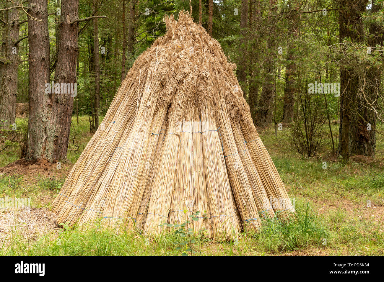 Reed drying hi-res stock photography and images - Alamy