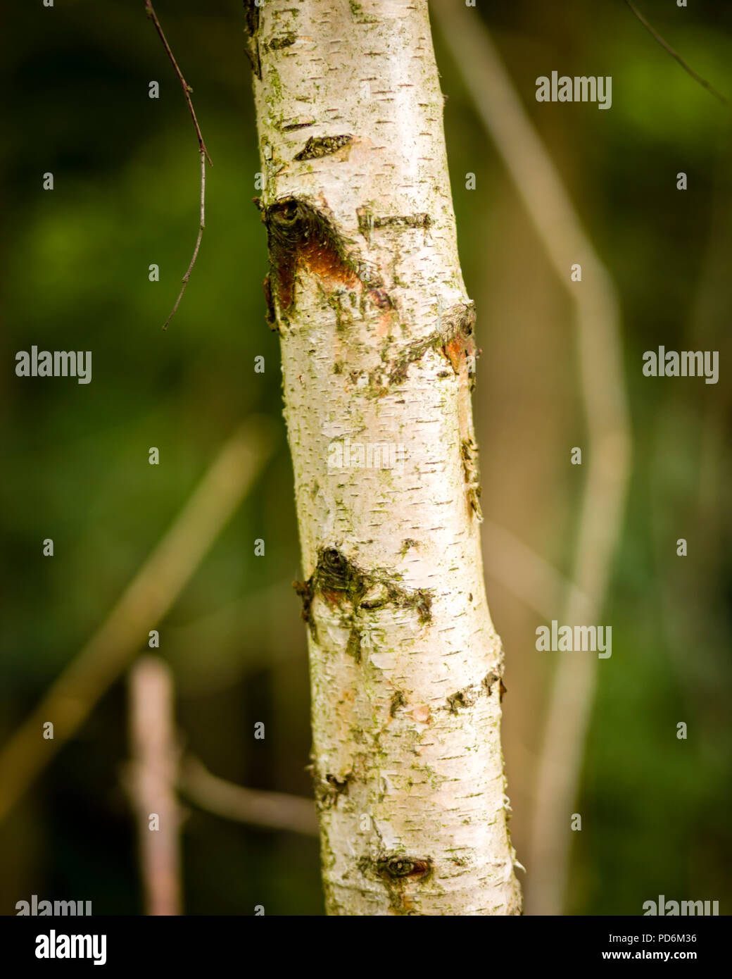 Trunk of a Silver Birch Stock Photo