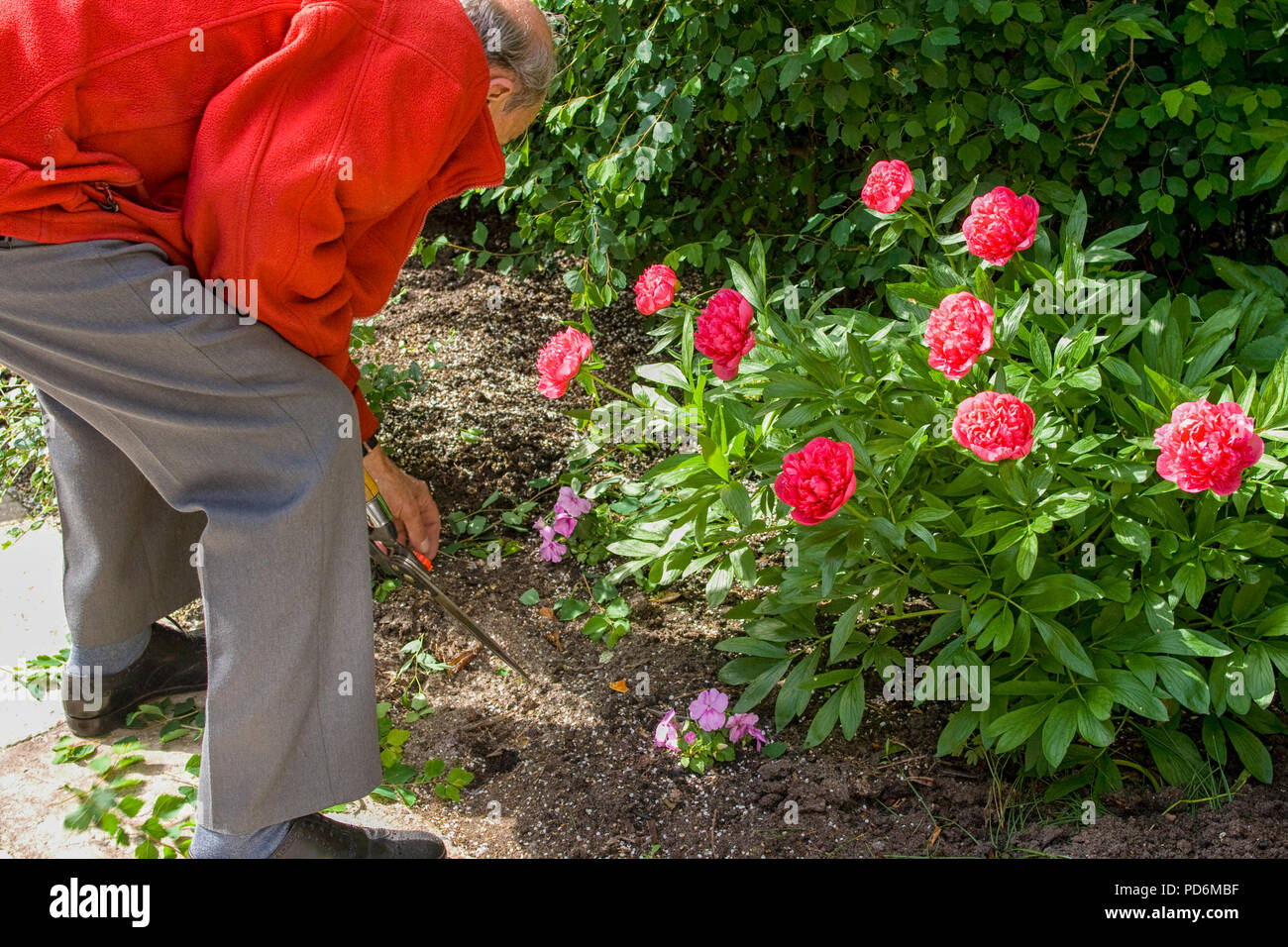 80 year old man garden hi-res stock photography and images - Alamy