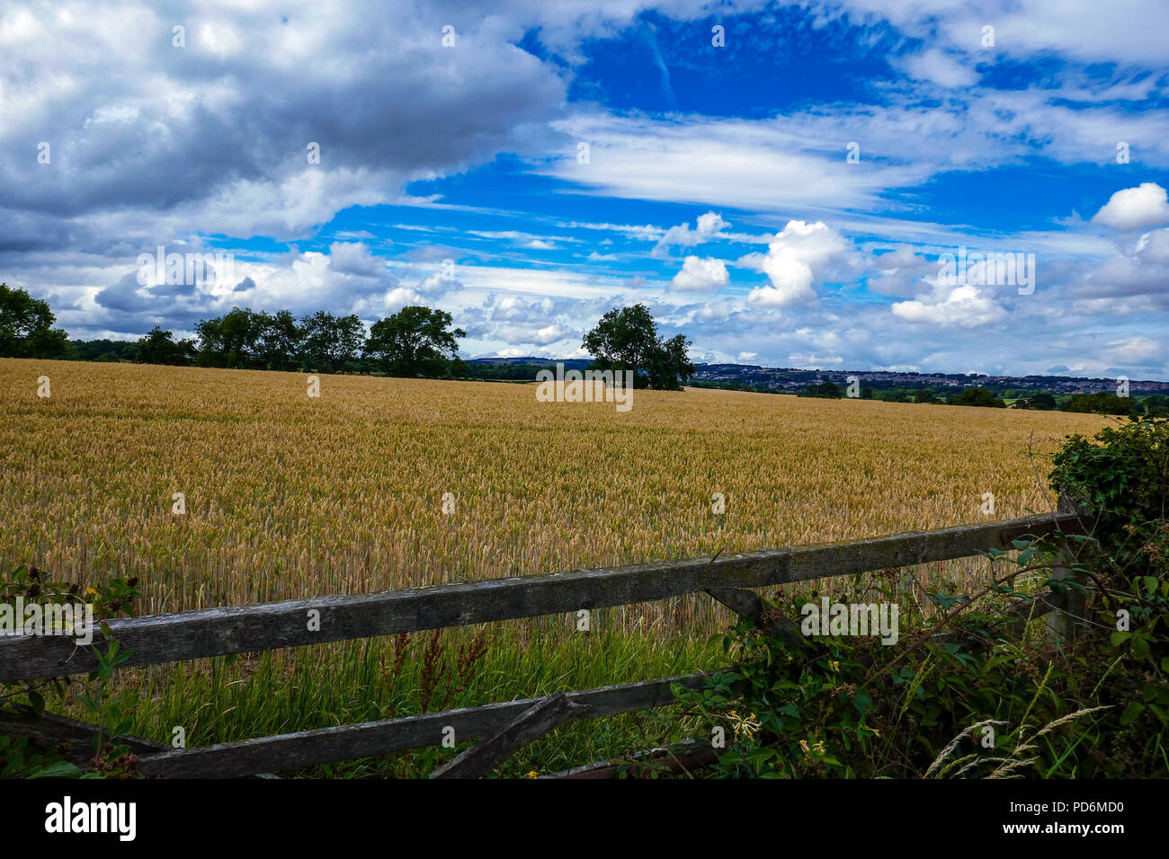 Golden cornfield and cloudy sky, Catterick, North Yorkshire, England